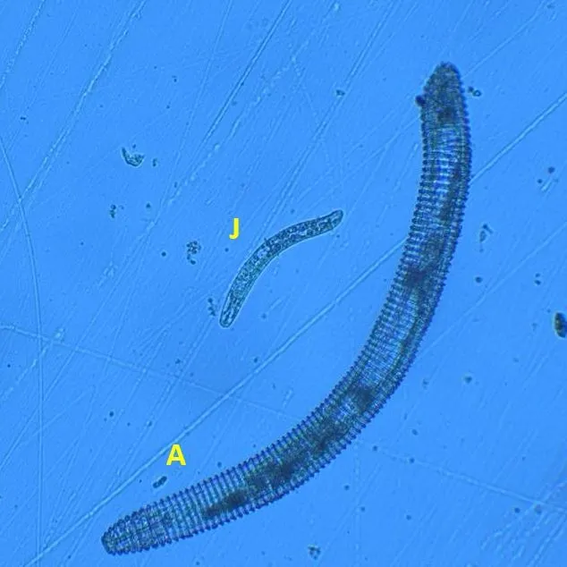 thumbnail for publication: Ring Nematode Mesocriconema xenoplax Raski, 1952 and Mesocriconema ornatum Raski, 1958 (Nematoda: Rhabditida: Tylenchina: Criconematidae)
